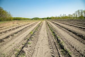 Plantăm astăzi pentru generațiile de mâine