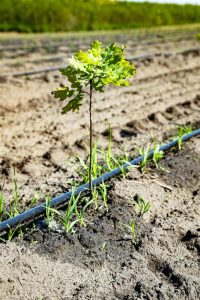 Plantăm astăzi pentru generațiile de mâine